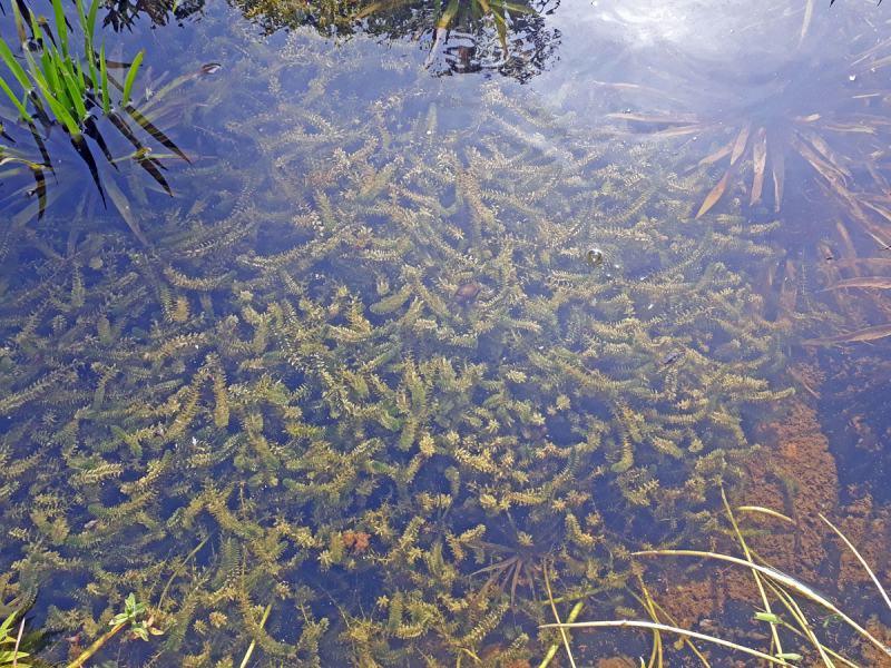 Elodea canadensis - Wasserpest
